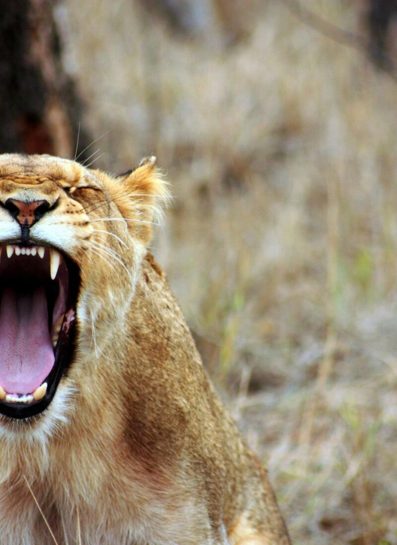 This is why anger, sadness and fear are your best friends – Celebrate your emotions
